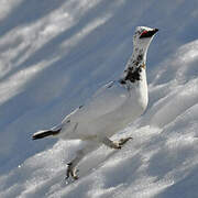 Rock Ptarmigan