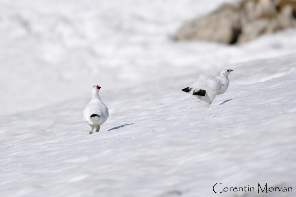 Rock Ptarmigan