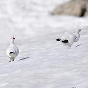 Rock Ptarmigan