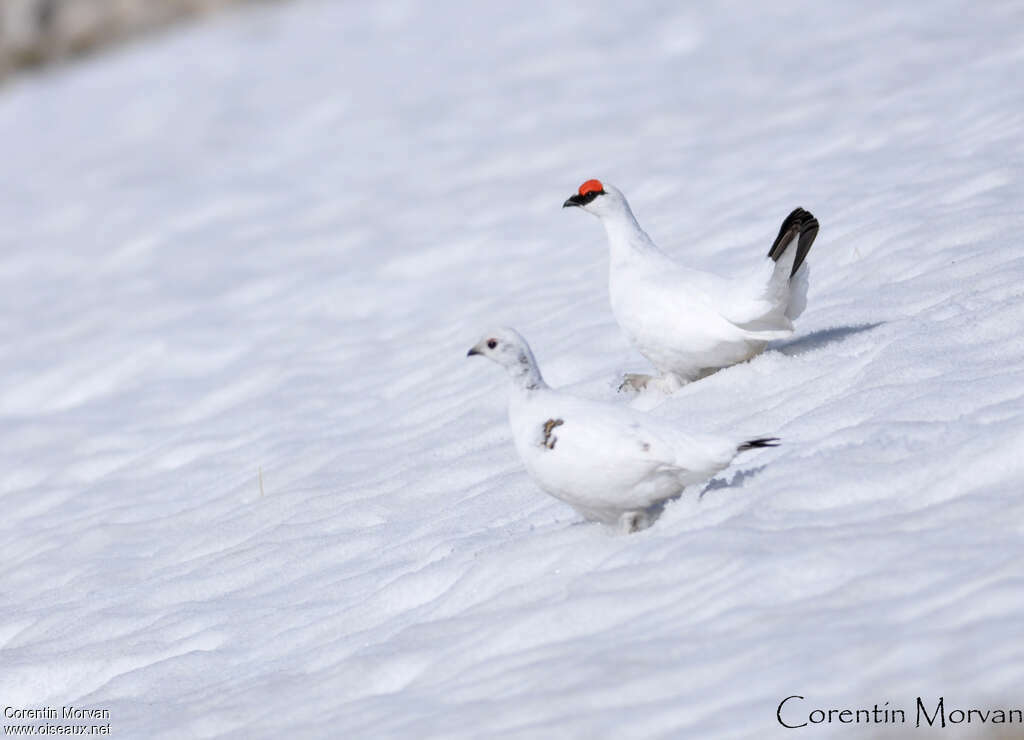 Rock Ptarmiganadult post breeding