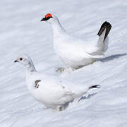 Rock Ptarmigan