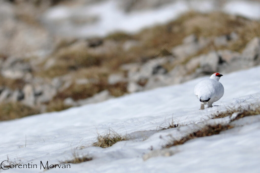 Rock Ptarmigan