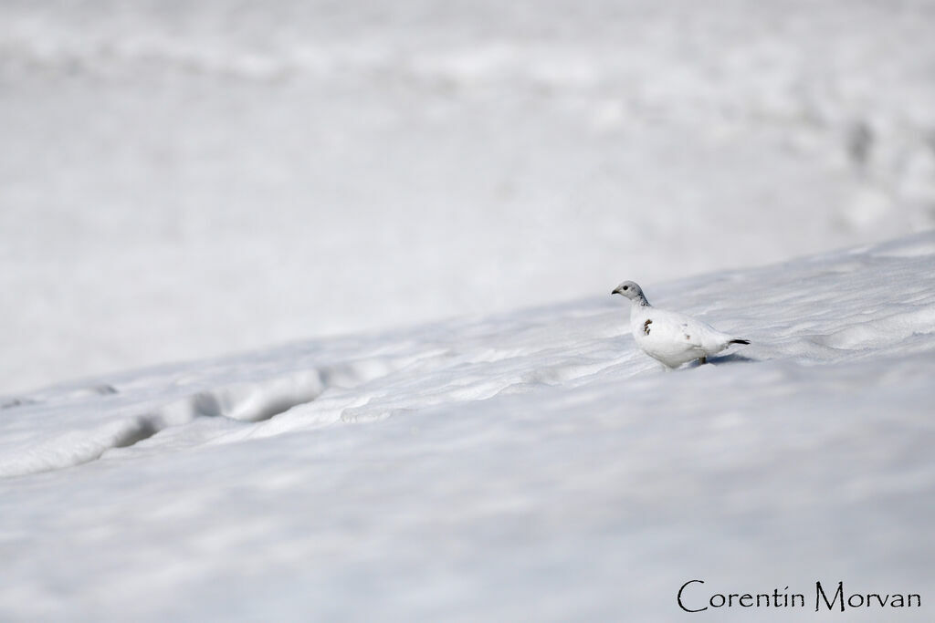 Rock Ptarmigan