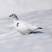 Rock Ptarmigan