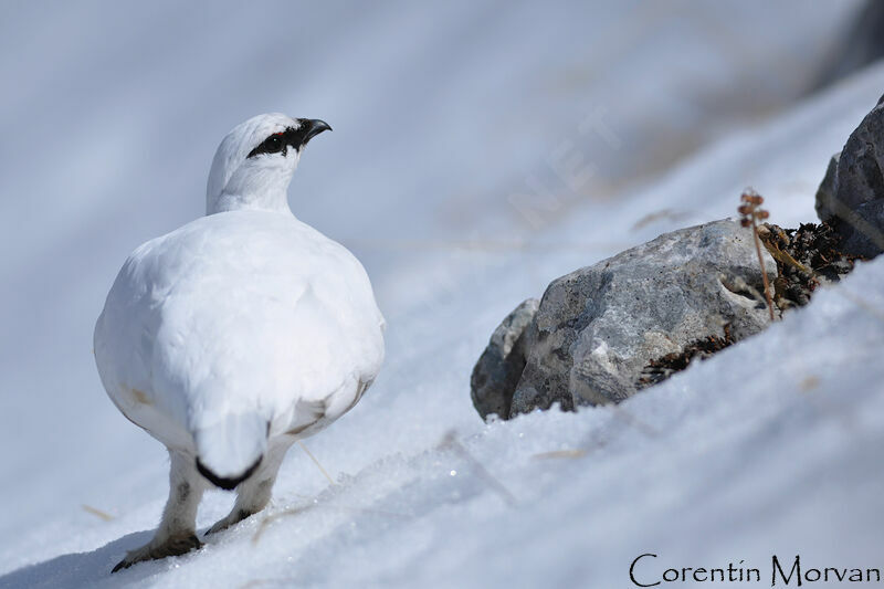 Rock Ptarmigan male