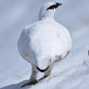 Rock Ptarmigan