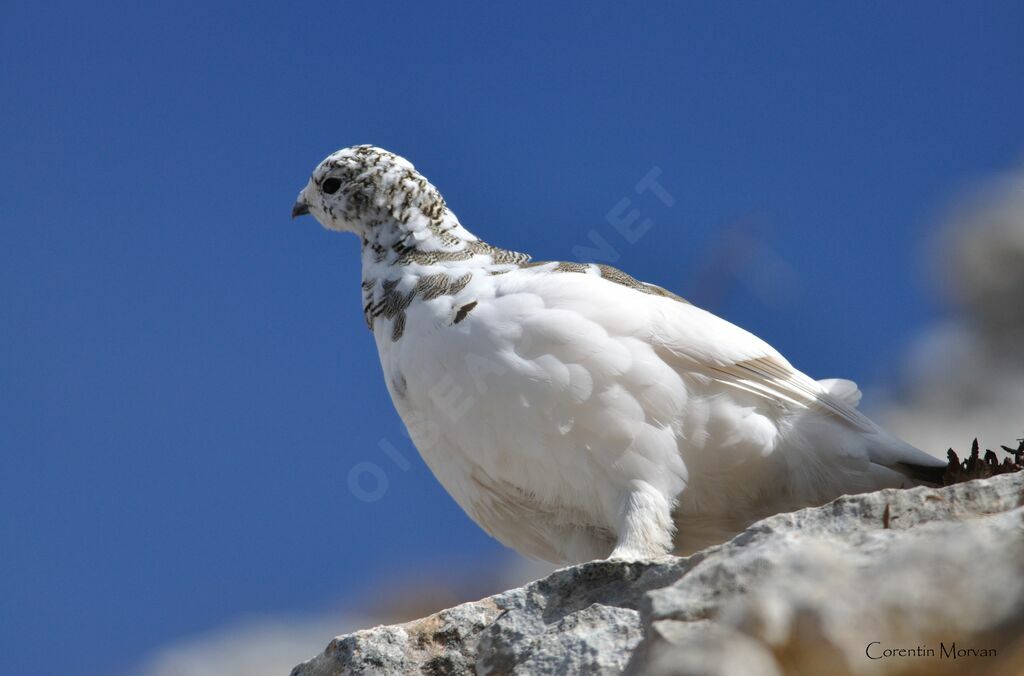 Rock Ptarmigan