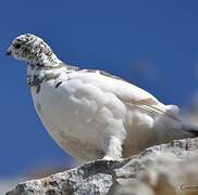 Rock Ptarmigan