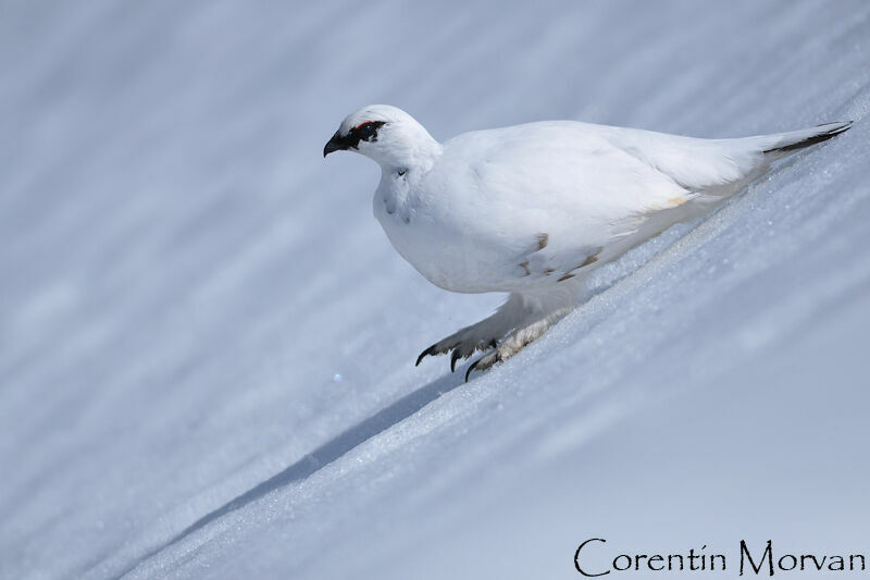 Rock Ptarmigan male