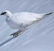 Rock Ptarmigan