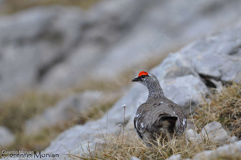 Rock Ptarmigan male adult