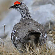 Lagopède alpin