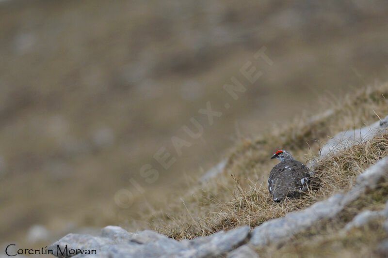 Rock Ptarmigan