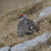 Rock Ptarmigan