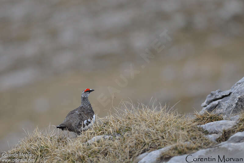 Rock Ptarmigan male adult, identification