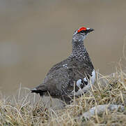 Rock Ptarmigan