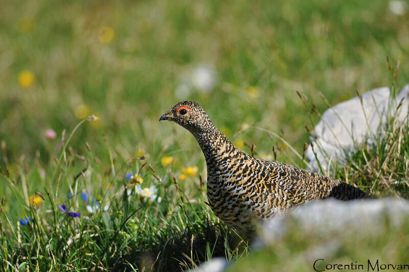 Rock Ptarmigan