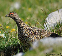 Rock Ptarmigan