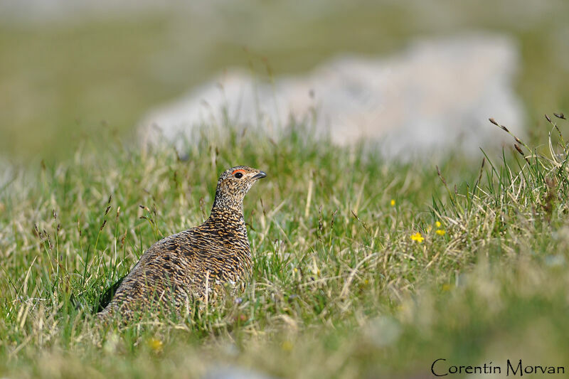 Rock Ptarmigan