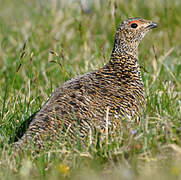 Rock Ptarmigan