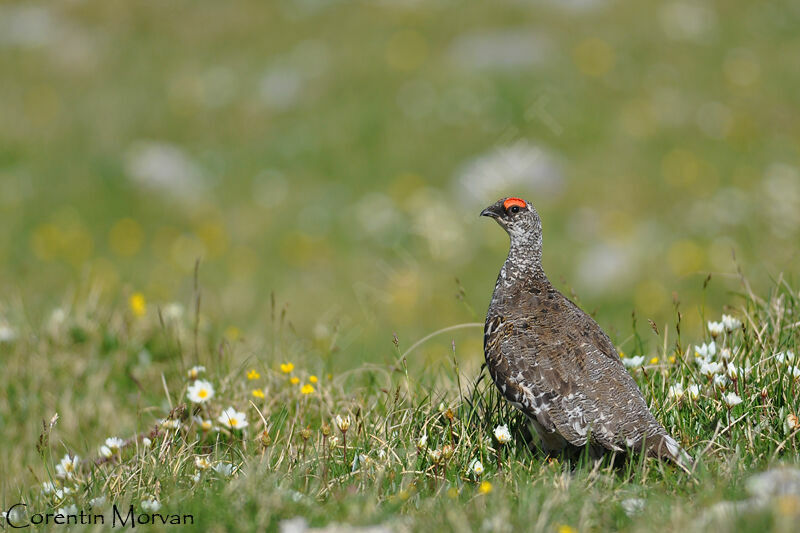 Rock Ptarmigan