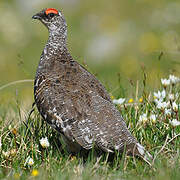 Rock Ptarmigan