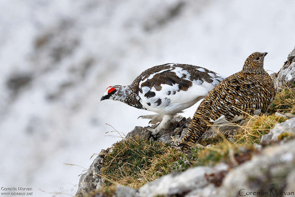 Lagopède alpinadulte, composition, pigmentation, Comportement