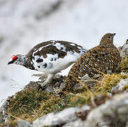 Rock Ptarmigan