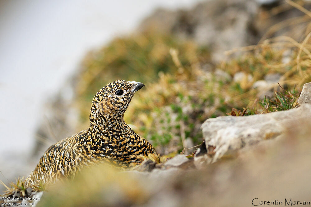 Rock Ptarmigan