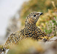 Rock Ptarmigan