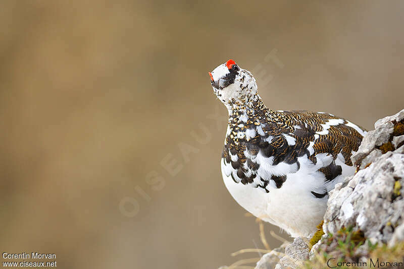 Lagopède alpin femelle adulte transition, identification