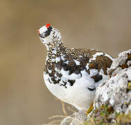 Rock Ptarmigan