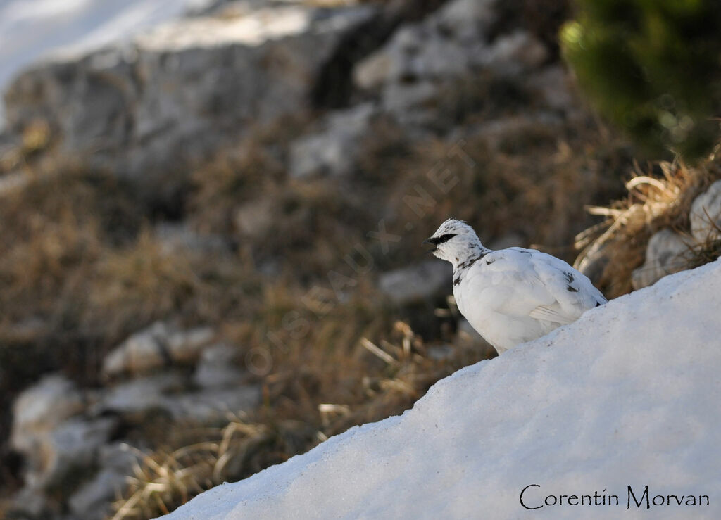 Rock Ptarmigan