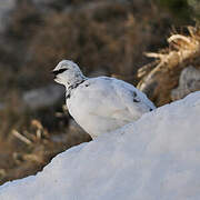 Rock Ptarmigan