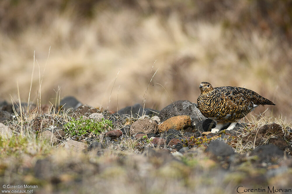 Rock Ptarmigan