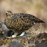 Rock Ptarmigan