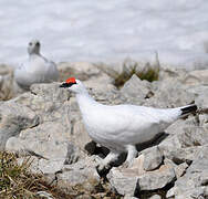 Rock Ptarmigan