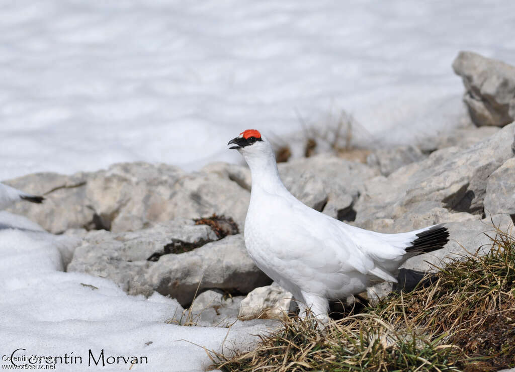 Rock Ptarmigan male adult post breeding, song