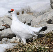 Rock Ptarmigan