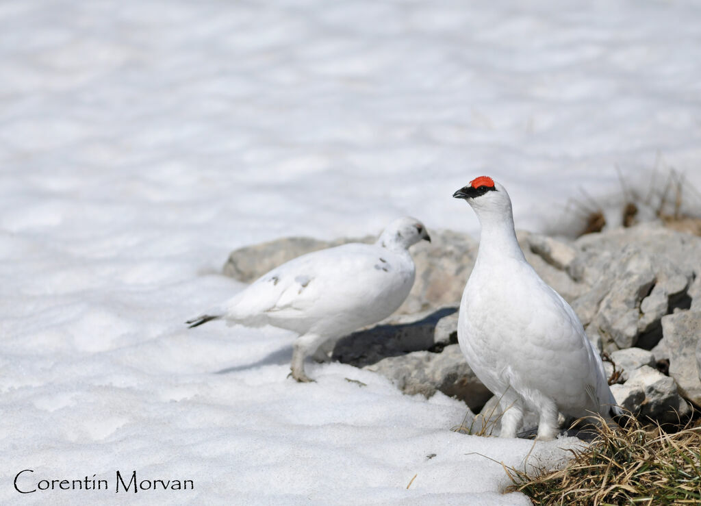 Rock Ptarmigan