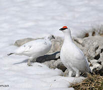 Rock Ptarmigan