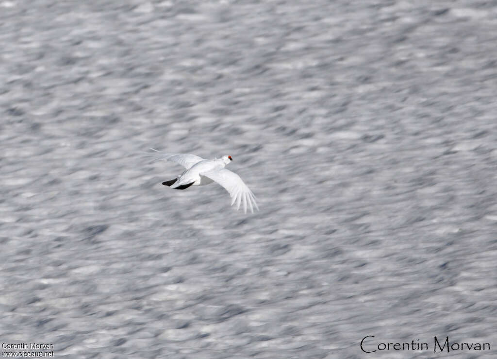 Rock Ptarmigan male adult post breeding, Flight