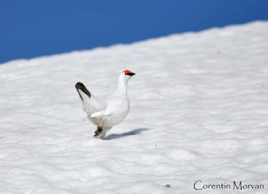 Rock Ptarmigan