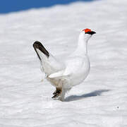 Rock Ptarmigan