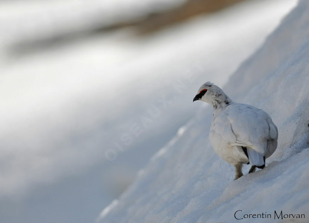 Rock Ptarmigan