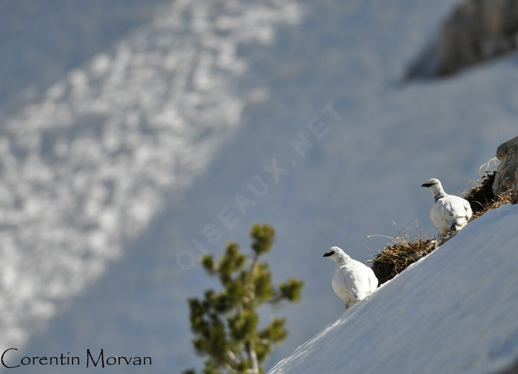 Rock Ptarmigan