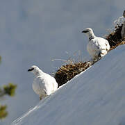 Rock Ptarmigan