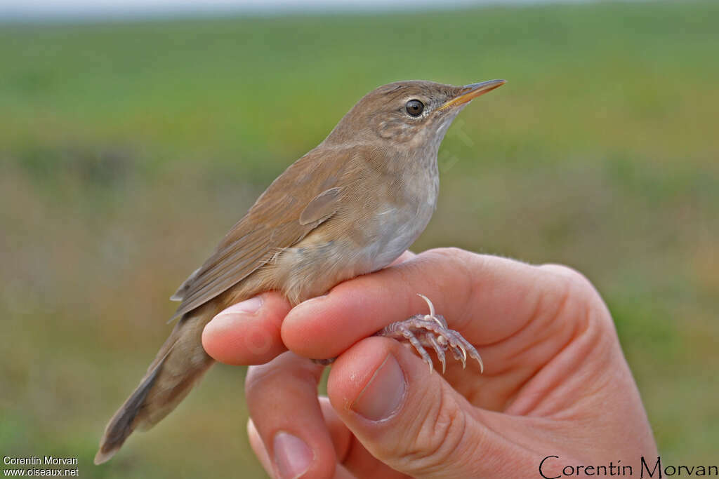 Savi's Warbler, close-up portrait