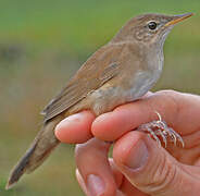 Savi's Warbler