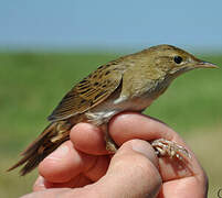 Common Grasshopper Warbler